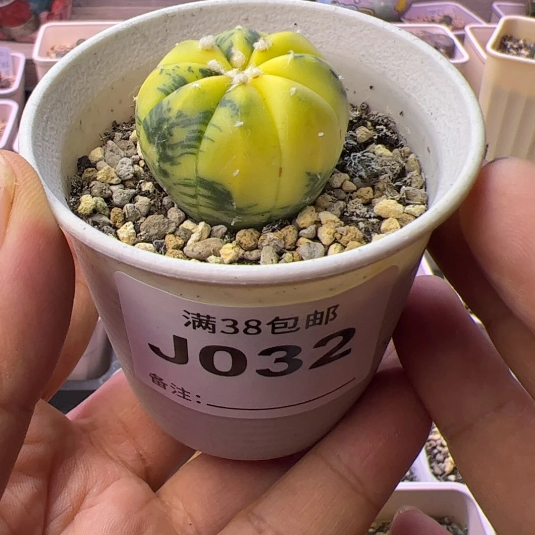 沙***2多肉植物仙人球兜锦