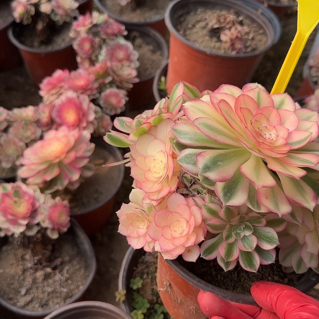 4327---倾城多头多肉