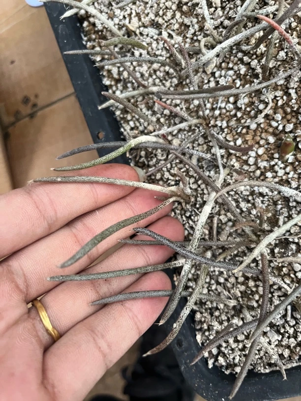 美杜莎仙人球三角嫁接多枝条实生