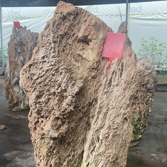 无花朵上水石吸水石