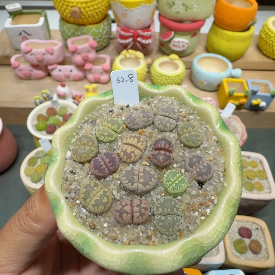 蘑菇235大牙彩拼大牙