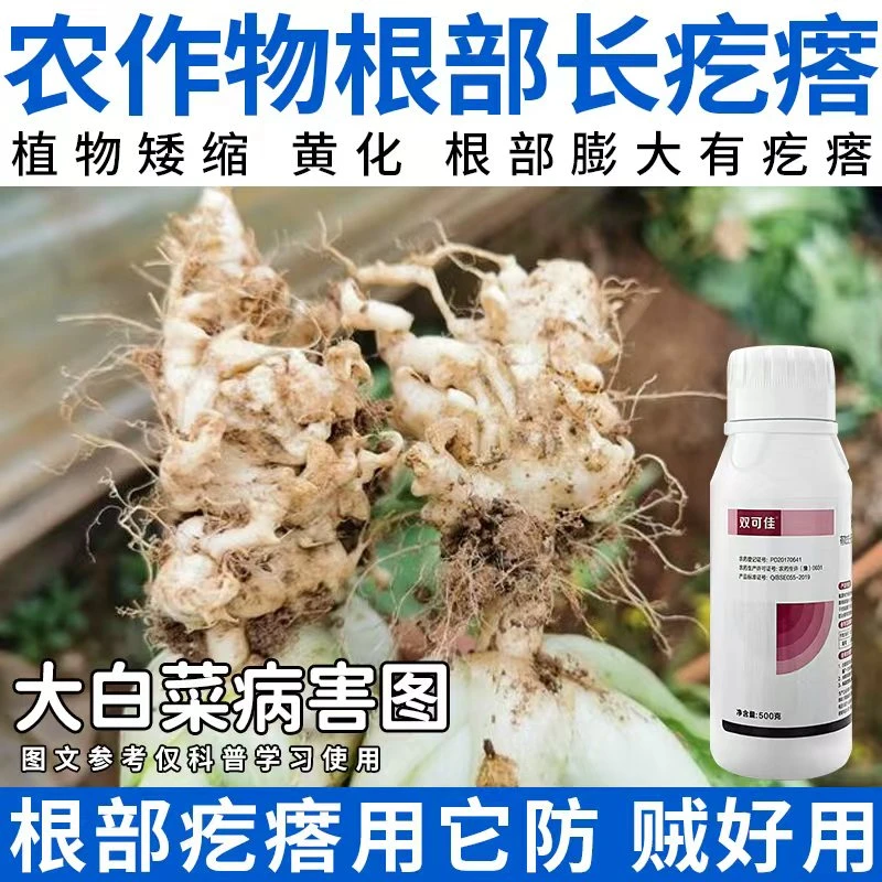 芥菜根部肿白菜根部有疙瘩油菜叶子发黄白菜矮小不长根肿病杀菌剂