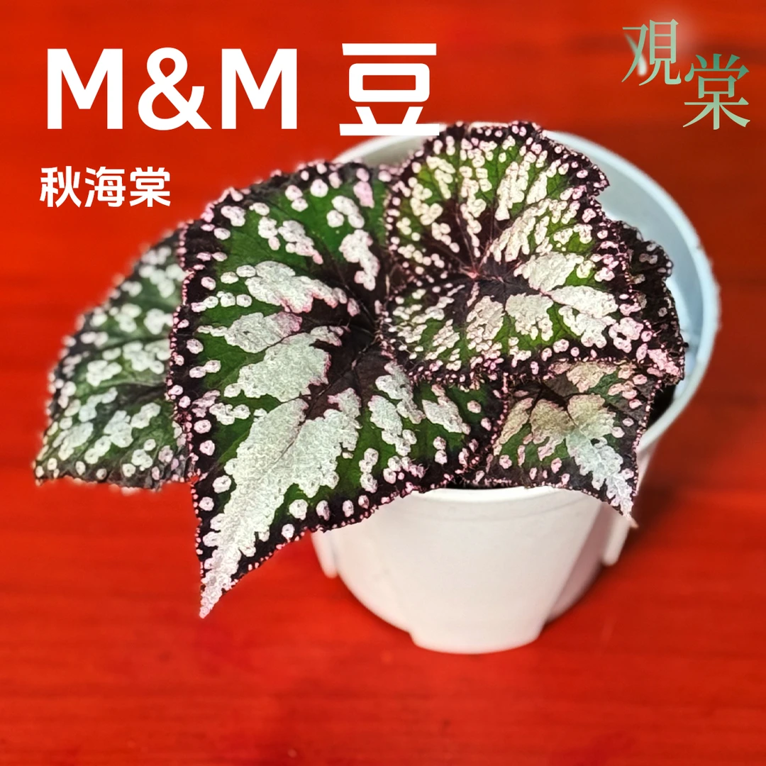 【观棠｜M 豆秋海棠】圆叶棕红嵌绿叶片 均匀闪亮粉波点 自带反蓝光