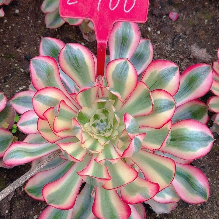 f****g2-166爱丽丝多肉法师