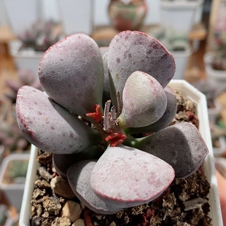 实生006号水泡多肉植物
