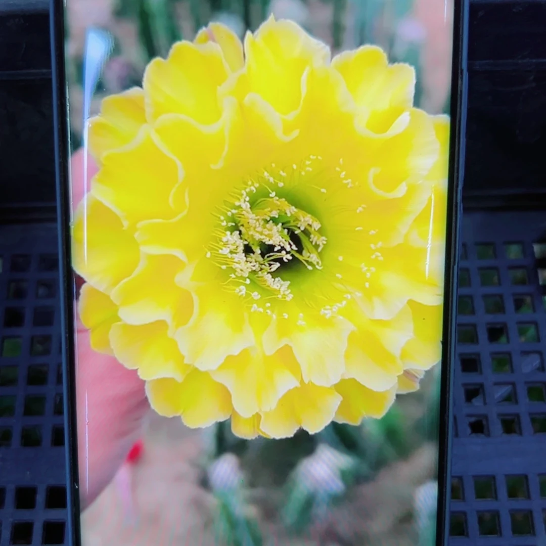 下44彩草精灵 歪无根侧芽4公分左右20包邮