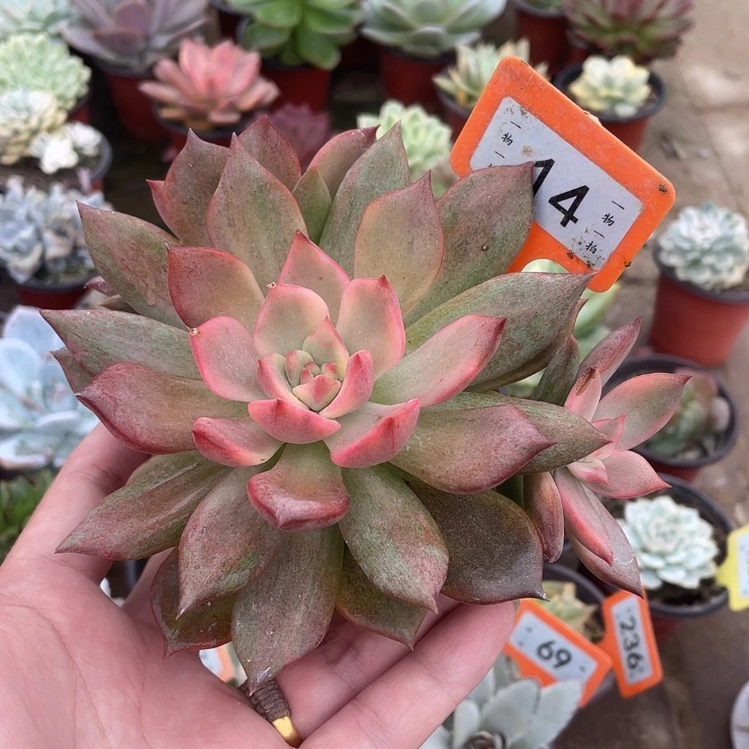 小***妹14号多肉植物盆栽