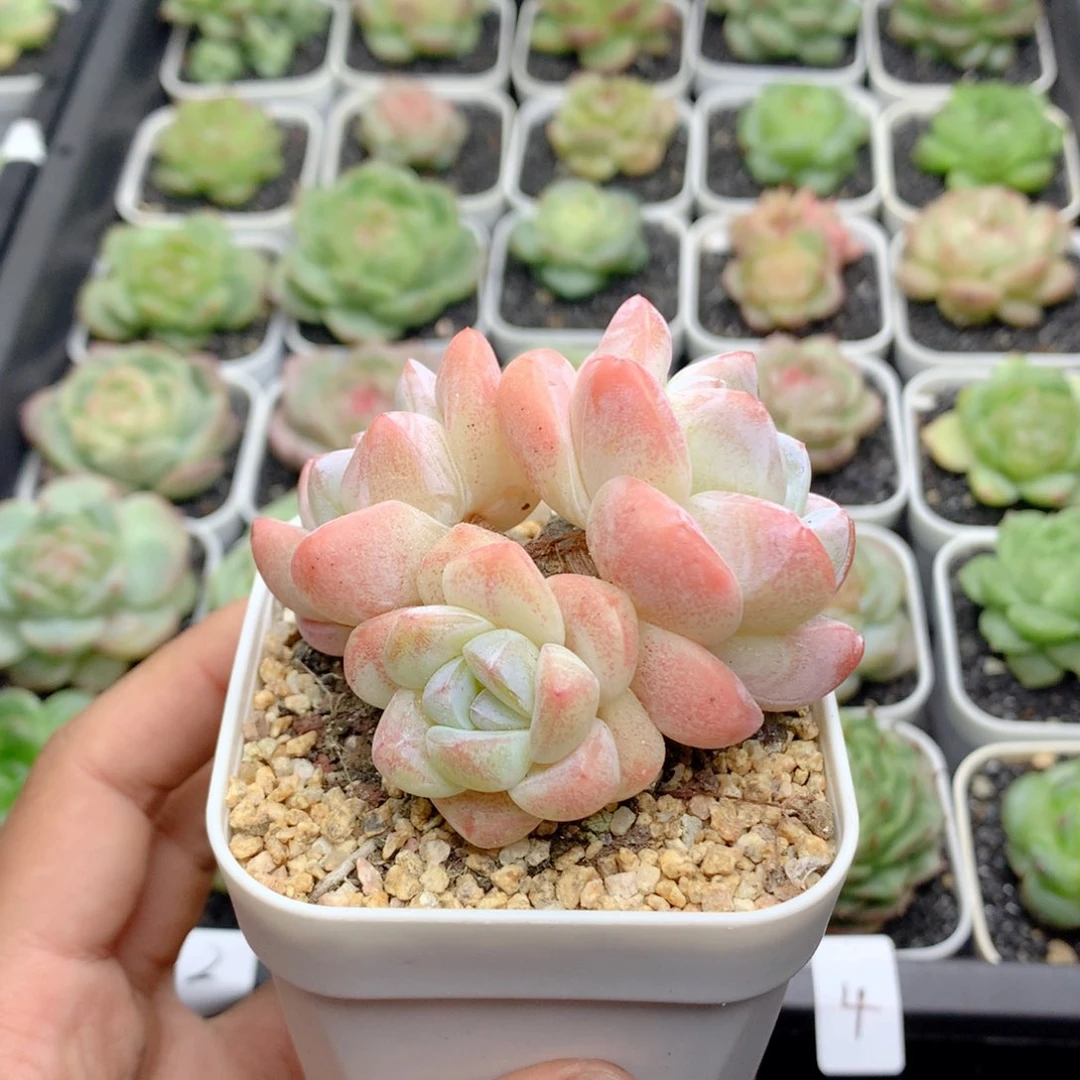 58包邮  群生不包整49