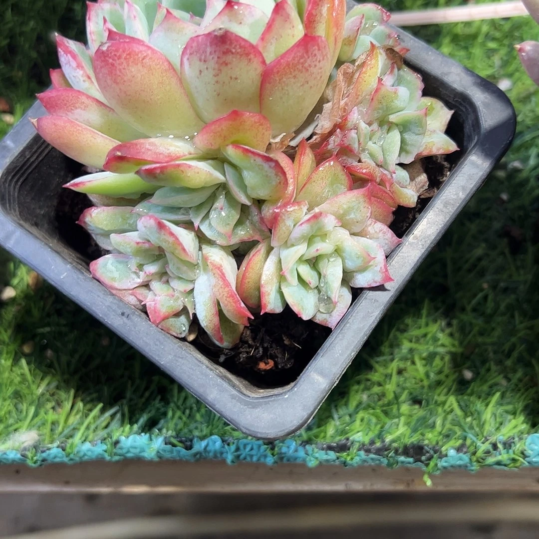 泡泡纱裙多肉植物