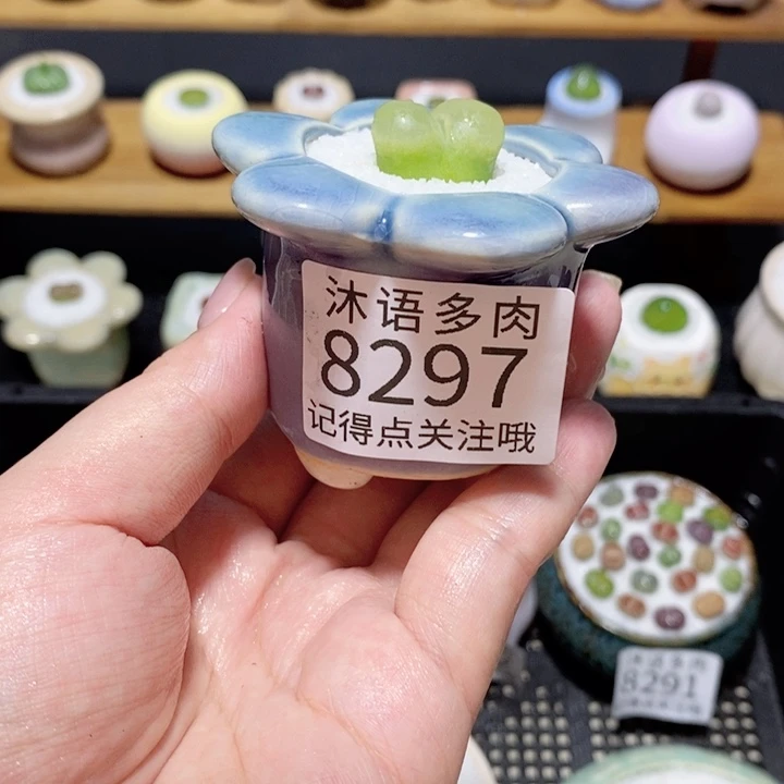 带盆土植物 精美盆栽8297