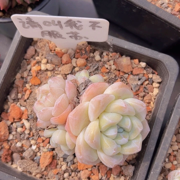 健健康康平平安安