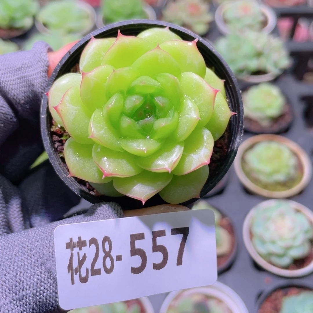 花利美28-557珍妮铂金叶