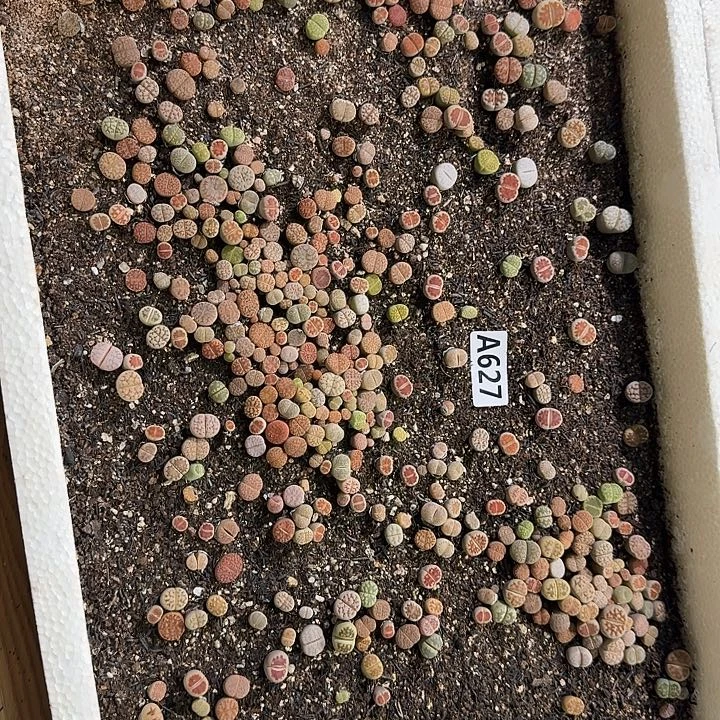 生627石花整筐脱土发货