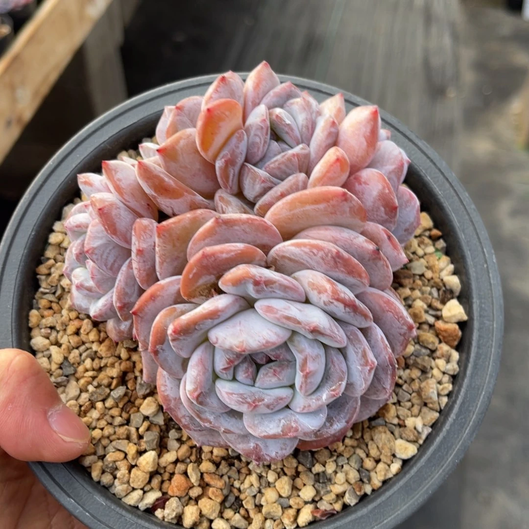 一物一拍不支持退换