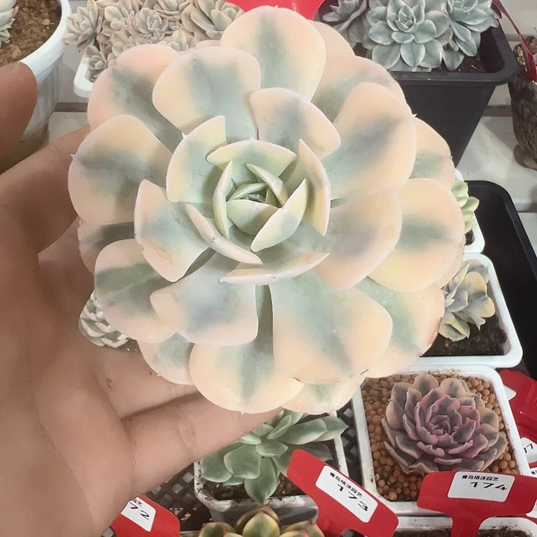 157号鲁氏石莲锦多肉植物