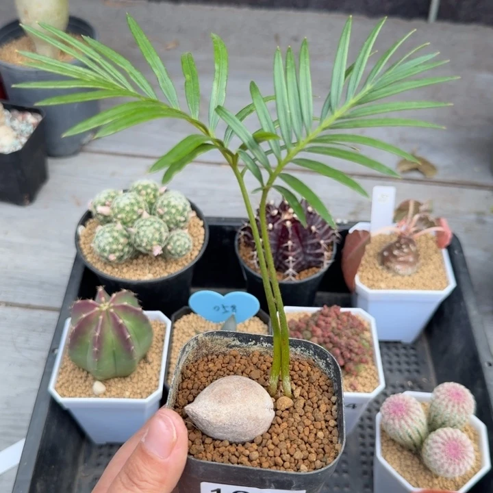 铁树（满28包邮）1381