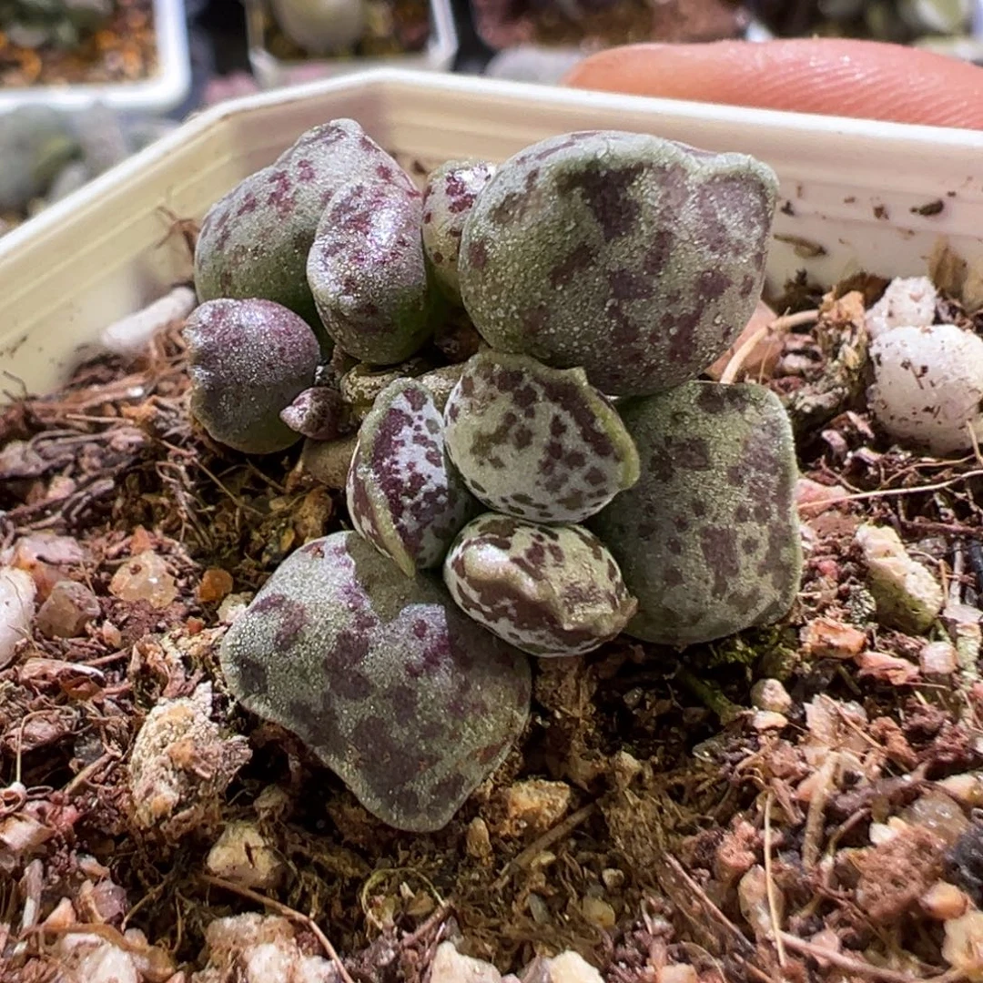 猫头造型达摩海豹多肉植物水泡