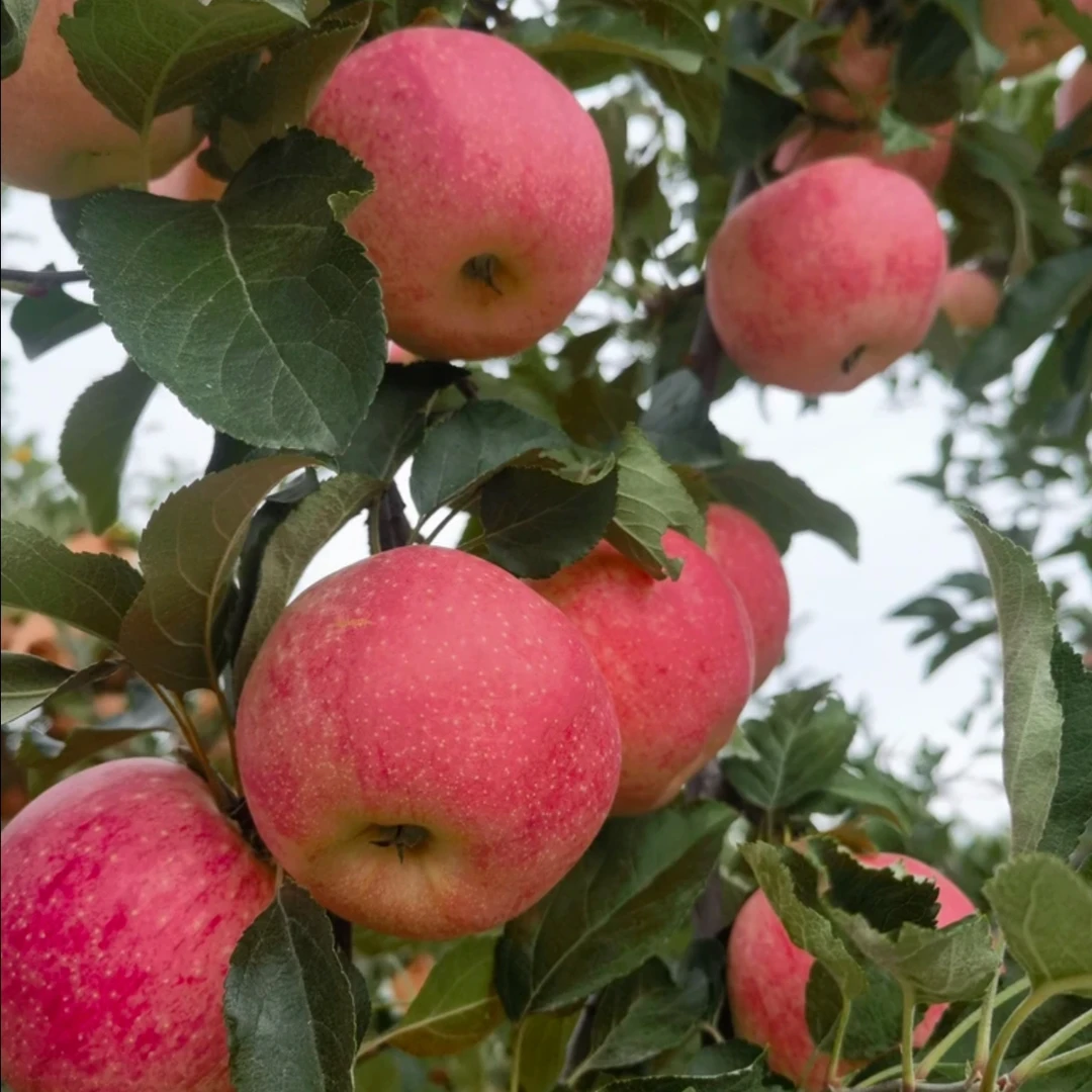 陕北山地红富士苹果脆甜多汁产地直发