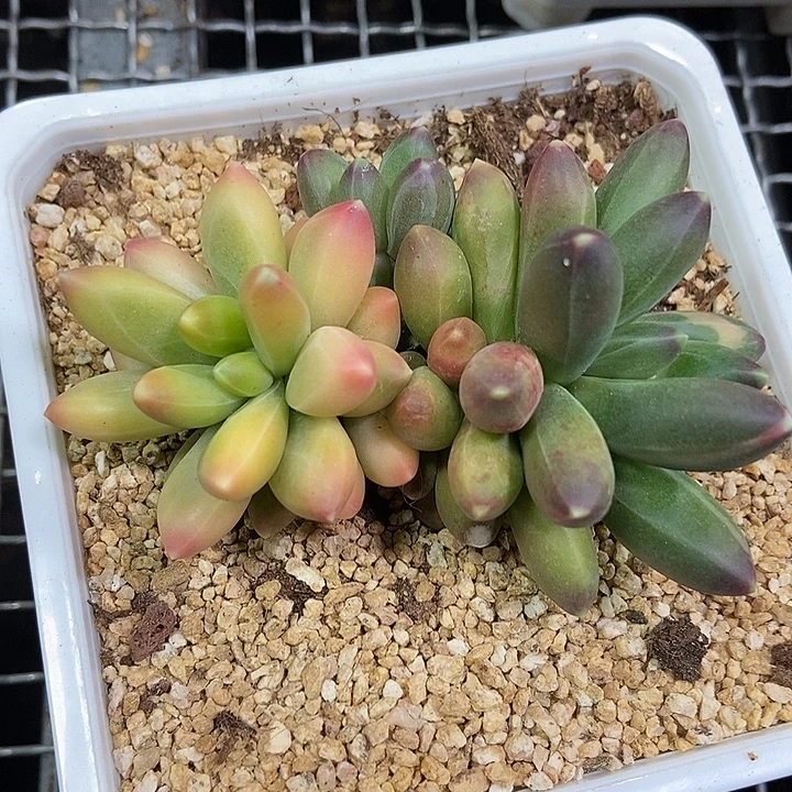 千代田锦多肉植物