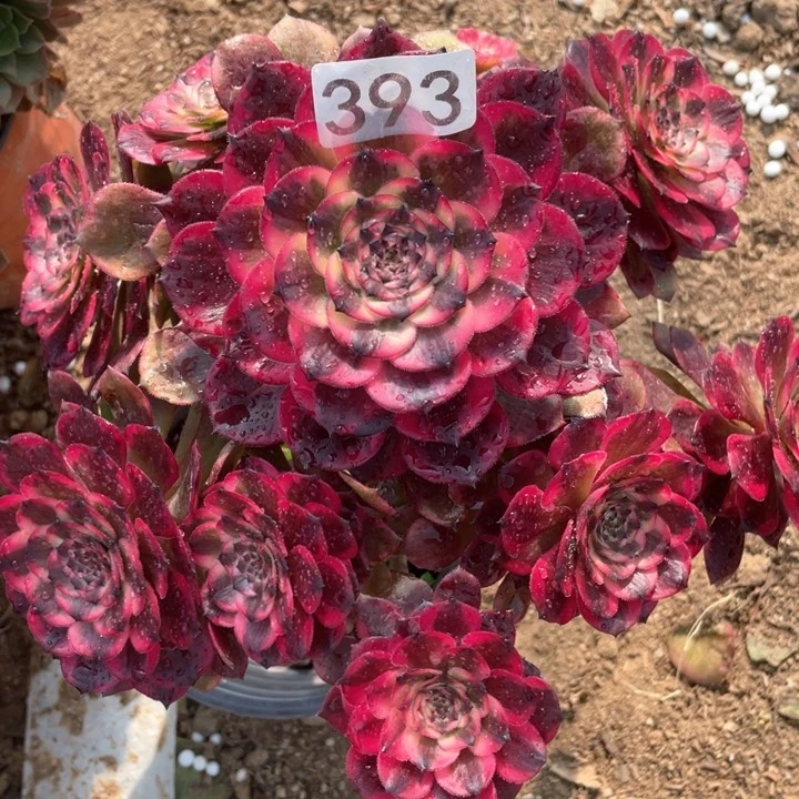 393多肉植物烟花