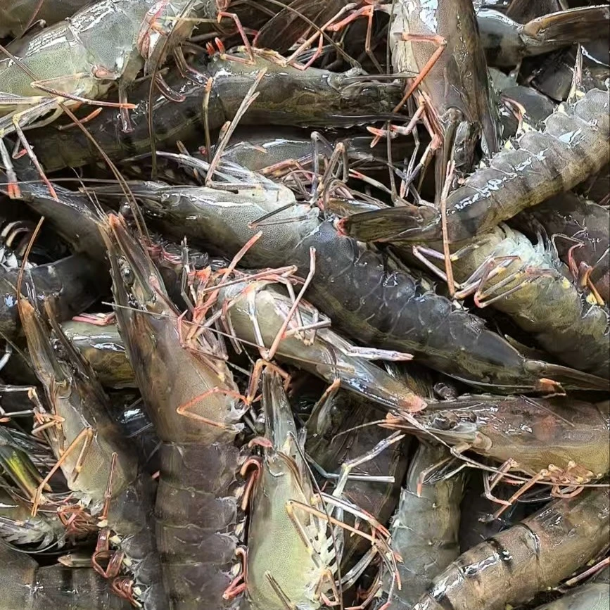 盘锦断氧草虾49.9三斤