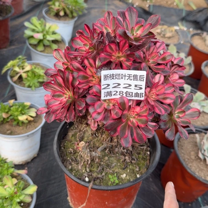 2225三号棚红钻母本