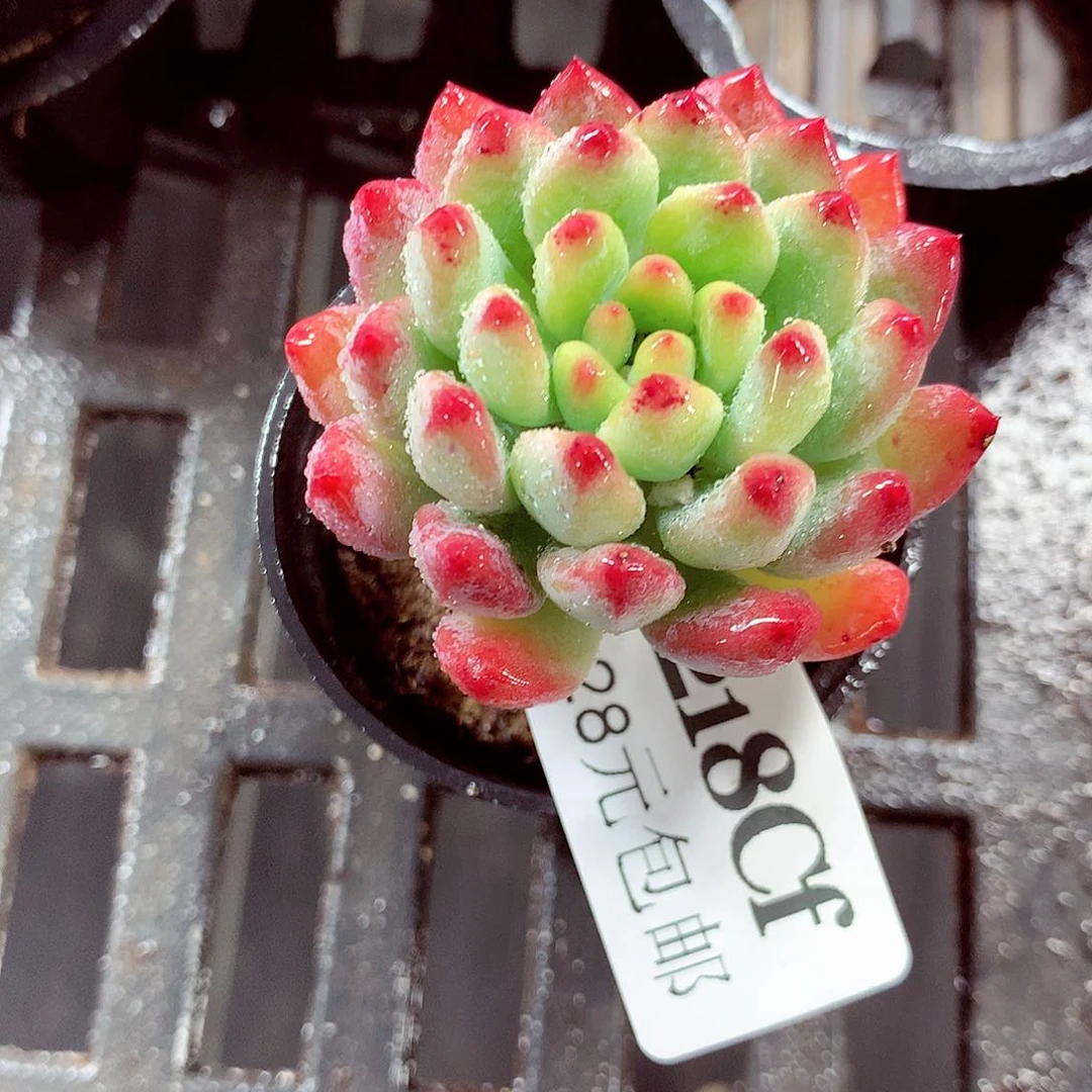 5厘米盆精控多肉218