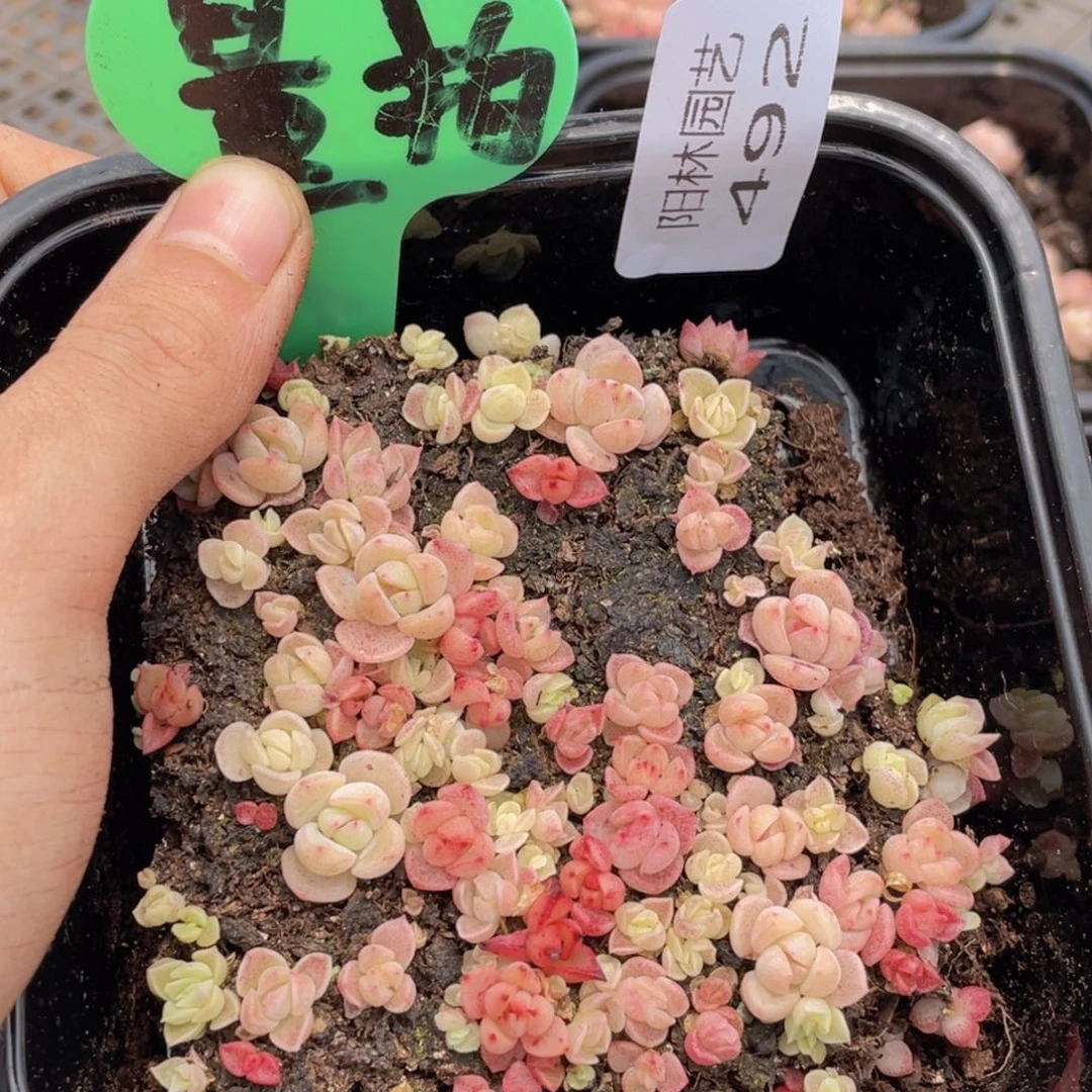 量拍多肉植物多肉植物492