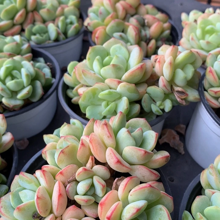 香草。