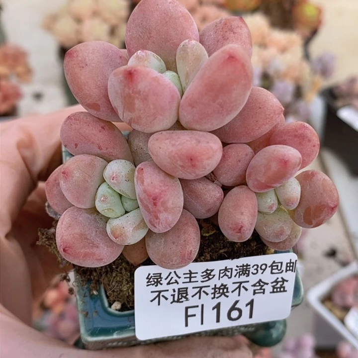 樱花洛神5cm161多肉植物