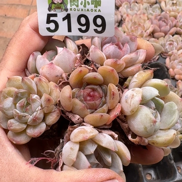 多肉植物多肉植物