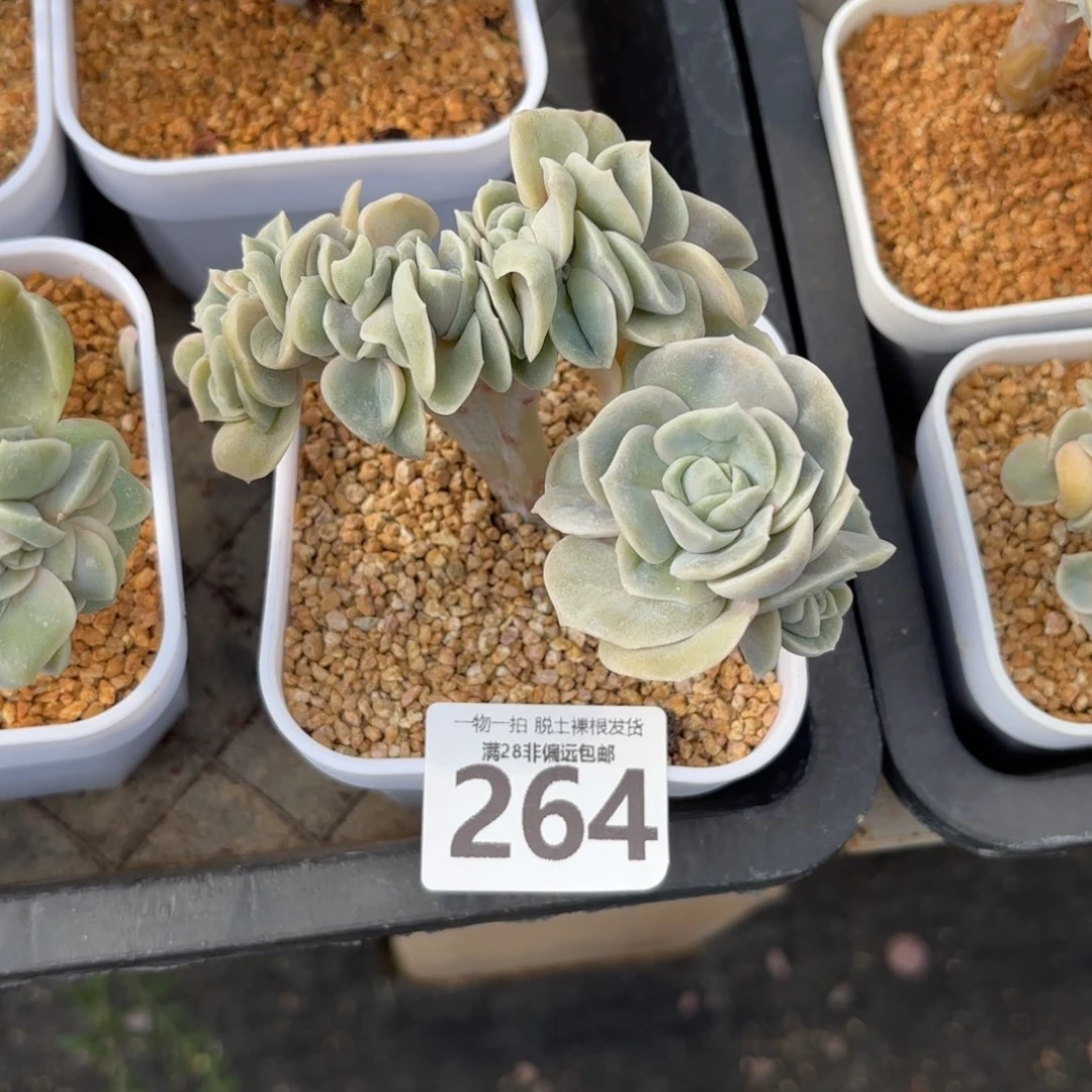 可爱玫瑰缀无盆土发货