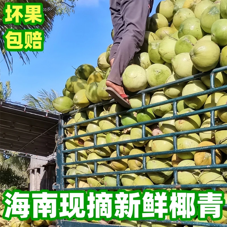 【7个装中果】海南带皮椰青新鲜采摘孕妇水果椰子水青皮椰汁整箱A