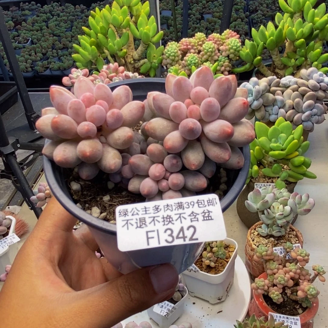 342香水手指奶多肉7c m