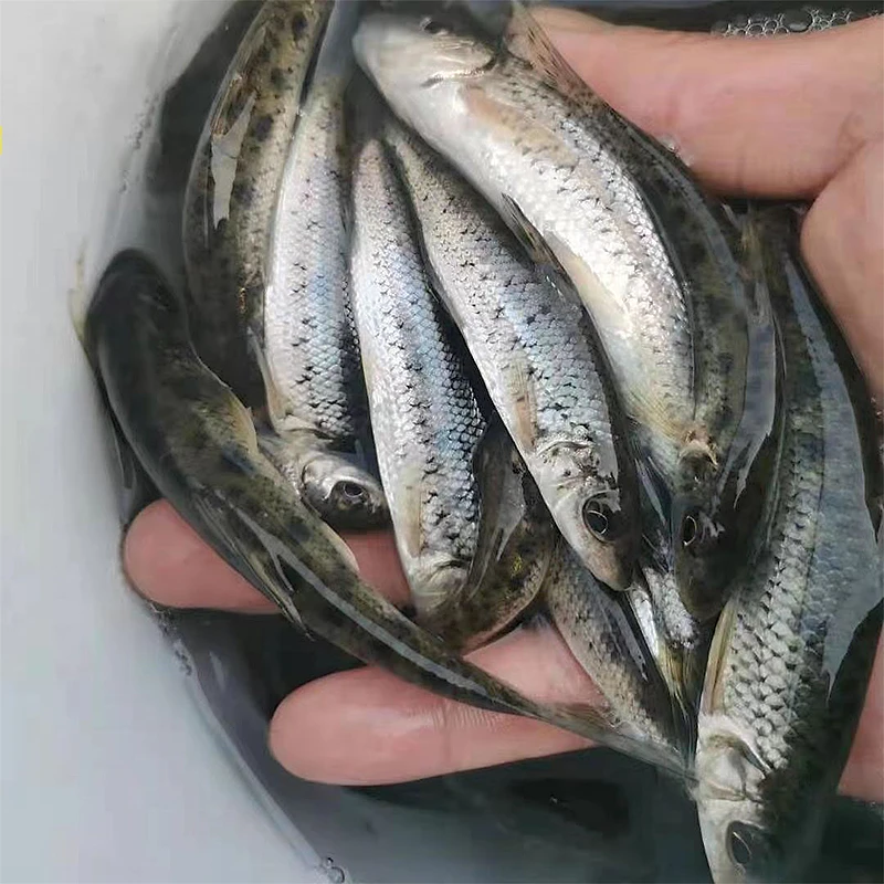 四川花骨鱼  生态养殖  渔场直发
