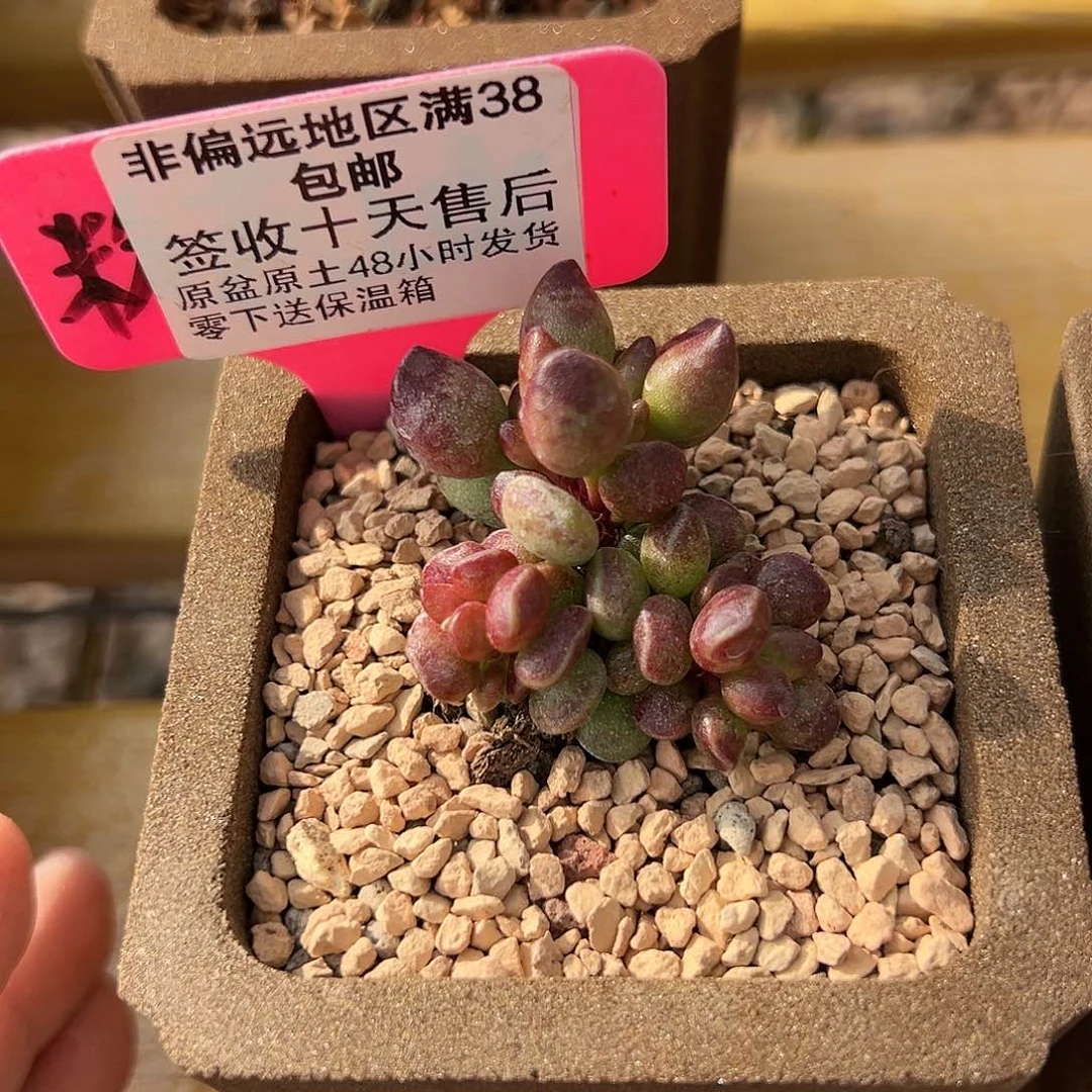 鼓锤多肉的植物123