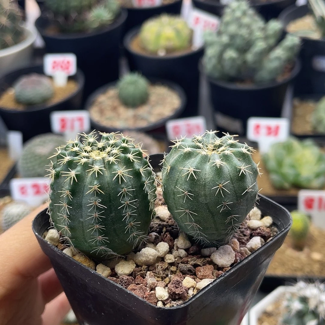 实生雪花刺明石丸仙人球多肉