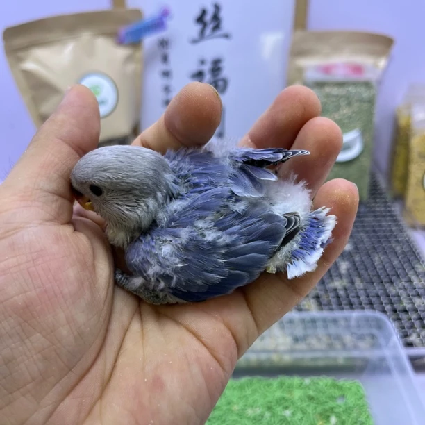 牡丹鹦鹉-精品高纯紫闪公G05992