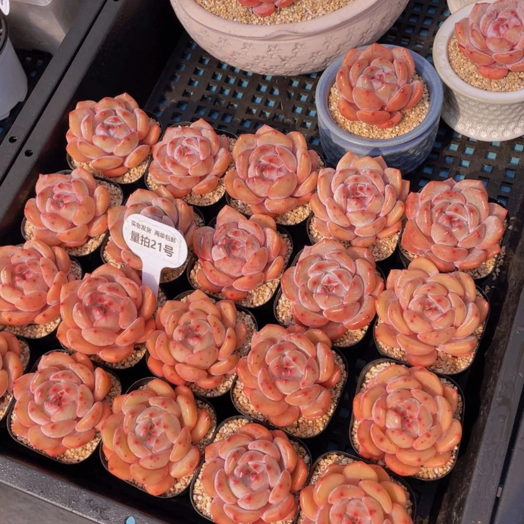 量拍21号宽叶包包韩橙单头一个