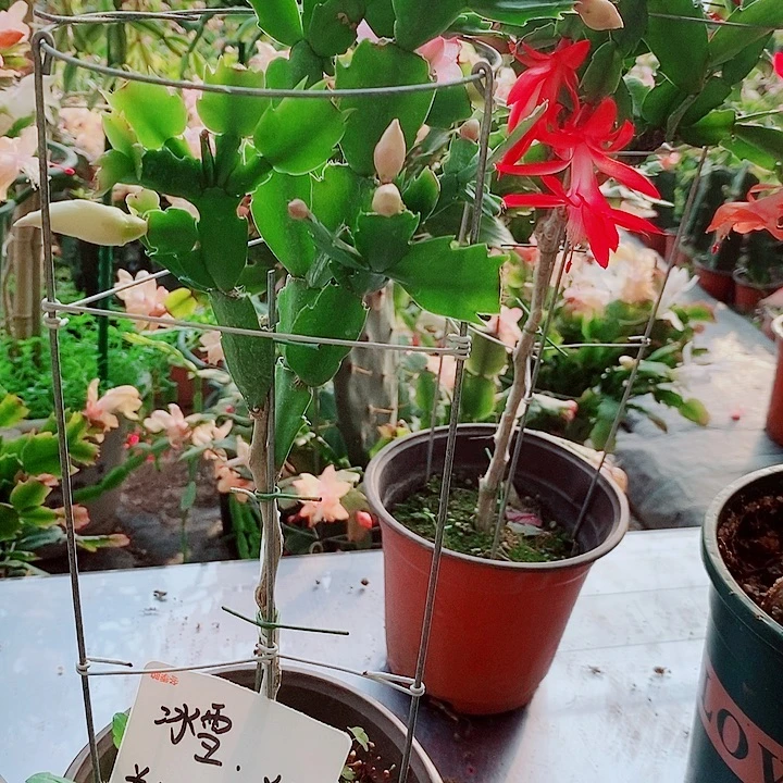 冰***无花朵叶仙嫁接一物一拍