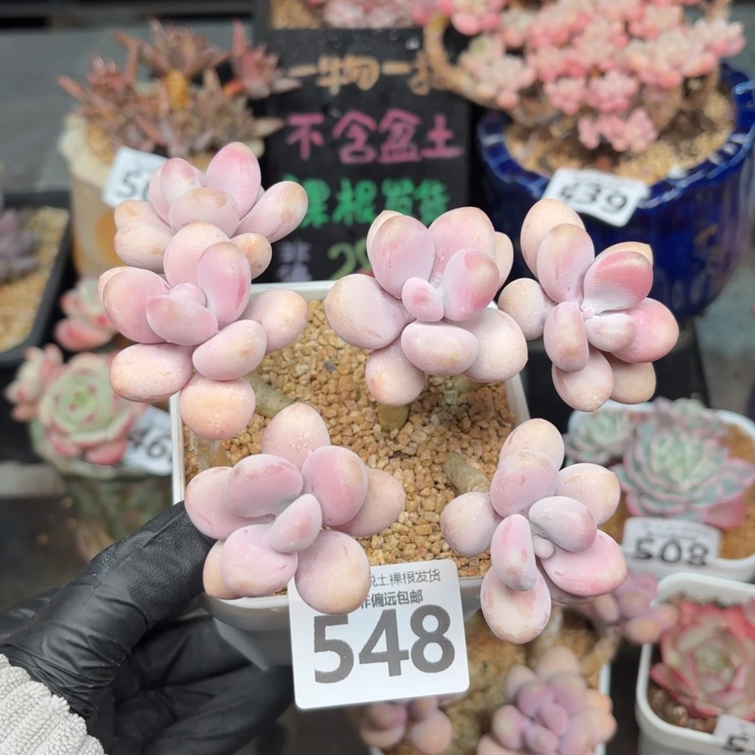 糖果桃蛋6头无盆土发货