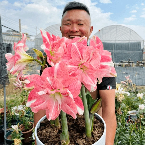 自然球《玫瑰花样直径7+》1颗重瓣朱顶红种球