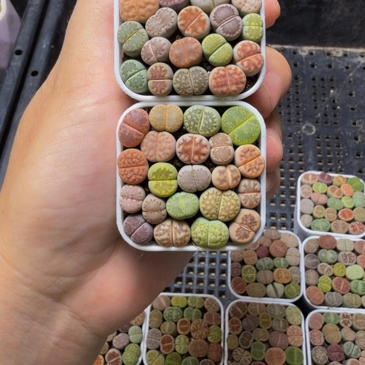 姿***园多肉植物的生长517