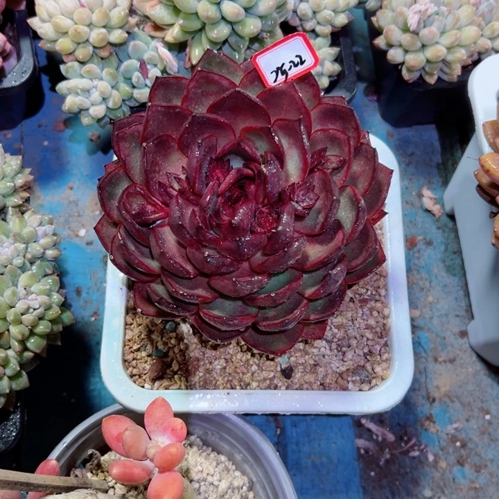 张*然精品多肉植物老桩