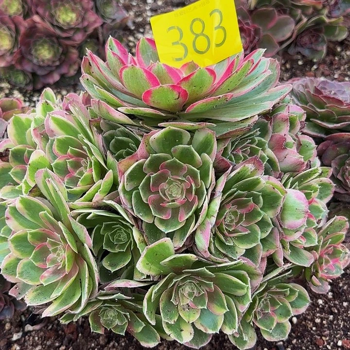 多肉植物福利383个