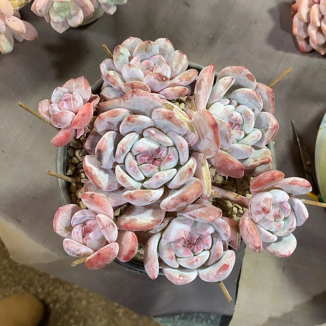 哈哈哈哈哈哈哈哈石榴籽