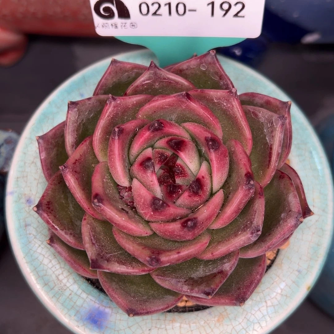 从前慢多肉精选编号0210.192