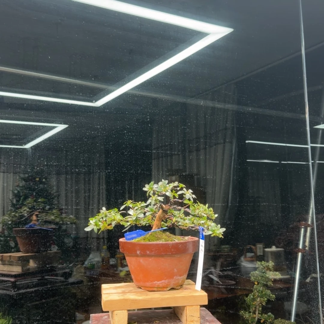 小***z无花朵花卉苗木5643