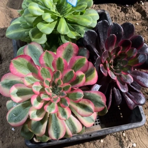 051多肉植物组合