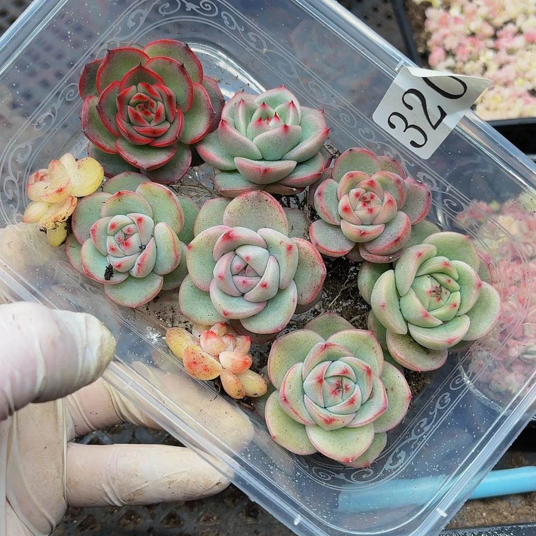 多肉植物多肉植物320